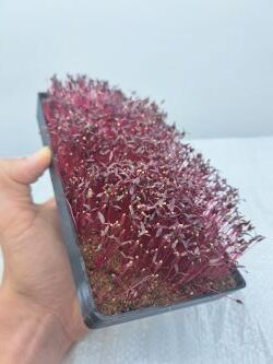 Červený amarant microgreens - před sklizní